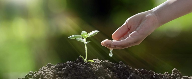 A hand watering a young green plant growing in dark soil with sunlight streaming through a natural background.