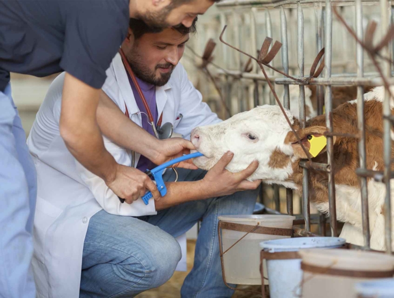 Veterinary taking care of a calf